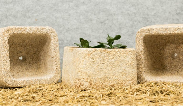 The Stuff in IKEA’s Biodegradable Packaging Will Now Make Tasty Lab-Grown Meats