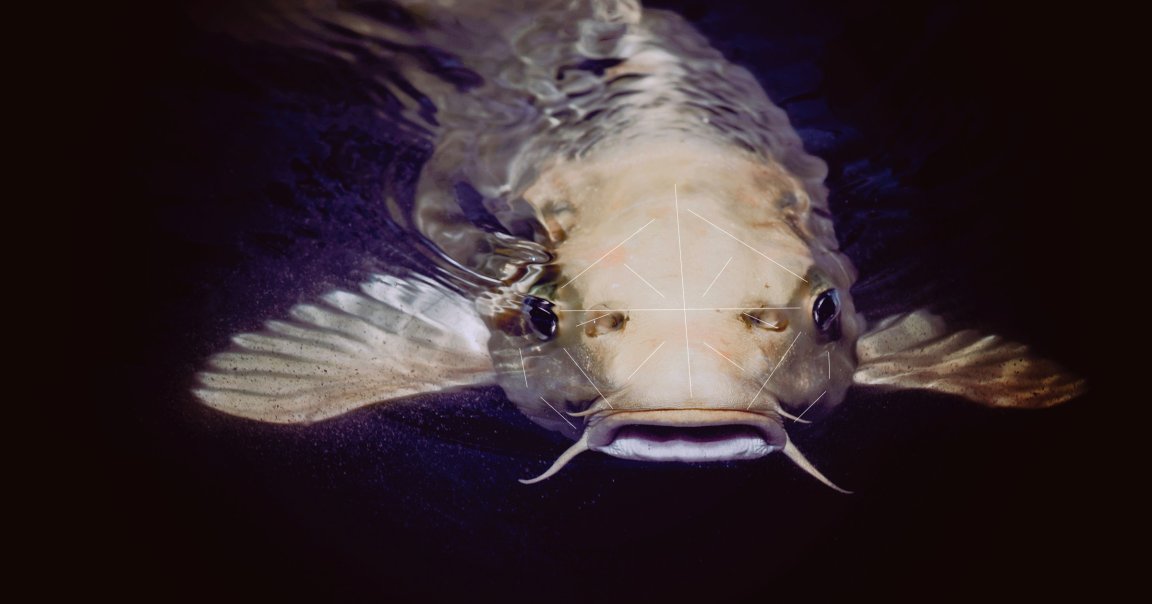 A European aquaculture giant that says it's working on a facial recognition system to track the health of millions of salmon.