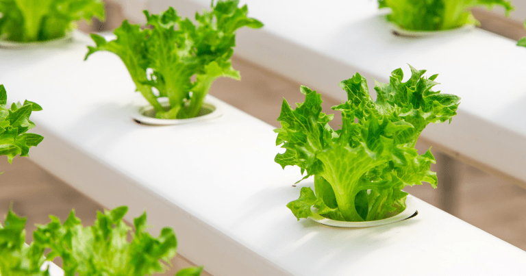 To Feed a Hungry Planet, We’re All Going to Need to Eat Less Meat