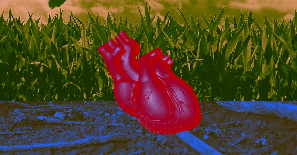 German researchers have grown human heart tissue that expresses genes, responds to drugs, and beats just like the real thing.