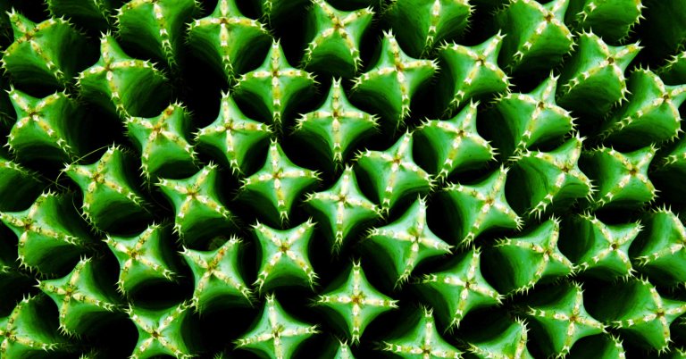 Researchers are looking to the resin spurge, a plant with a super-hot active ingredient, as the potential future of pain relief.