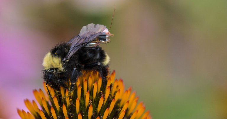 Bionic Bees With Electronic Backpacks Could Replace Farm Drones