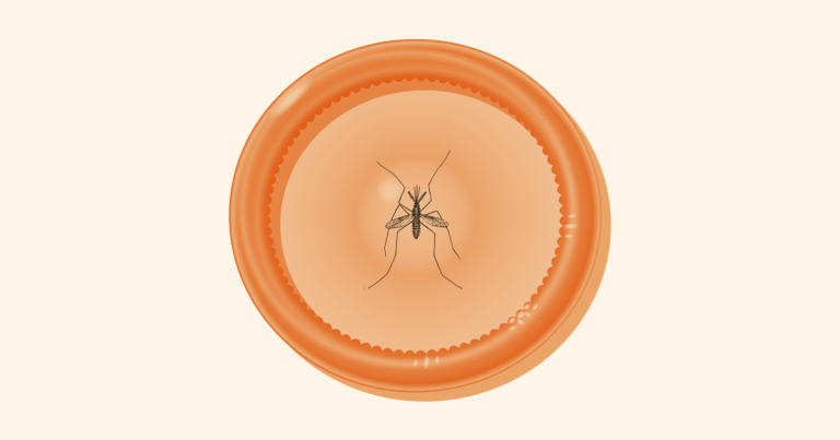 mosquito