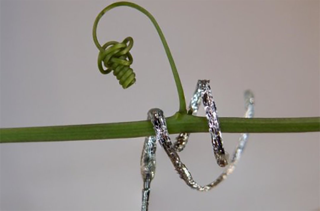 A soft robot tendril wraps its way around a plant vine.