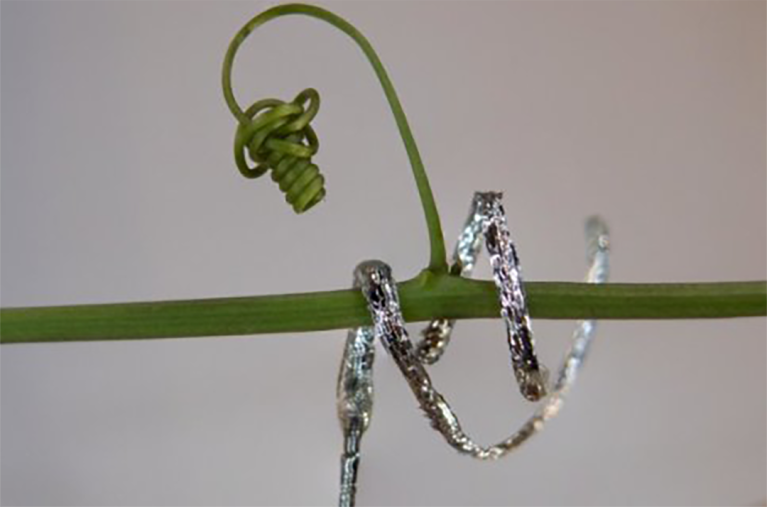 A soft robot tendril wraps its way around a plant vine.