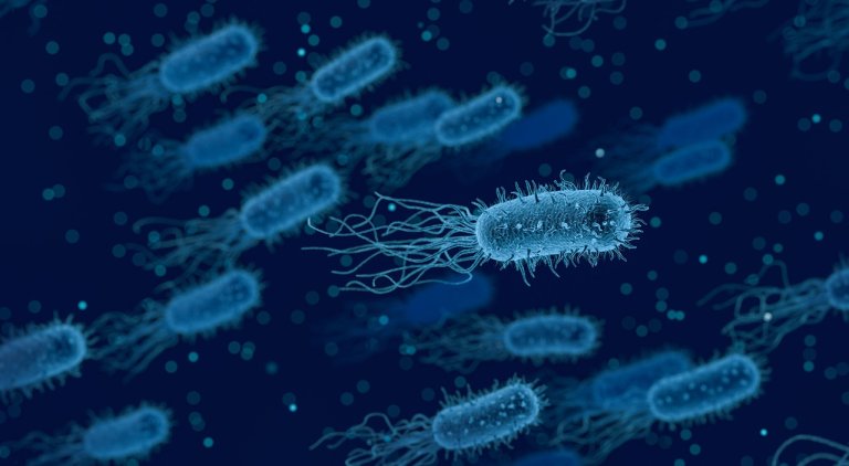 Electricity producing bacteria may one day play a big roll in producing the Earths energy