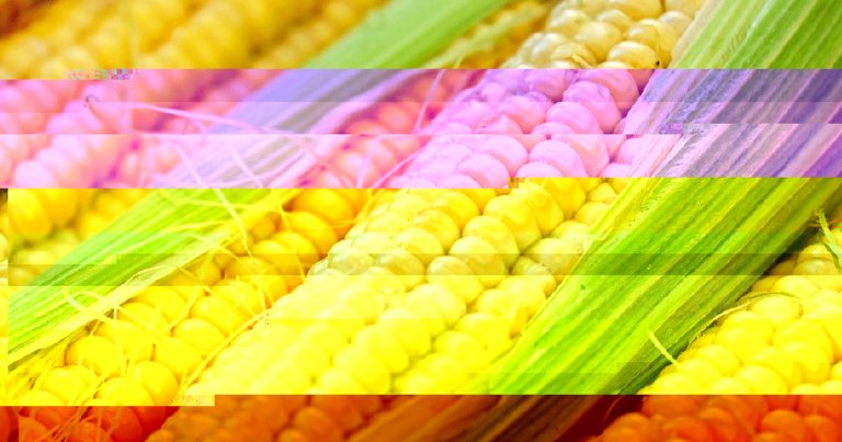 The people most opposed to GM foods, foods modified in the lab to exhibit wanted characteristics, overestimate their knowledge of the subject the most.