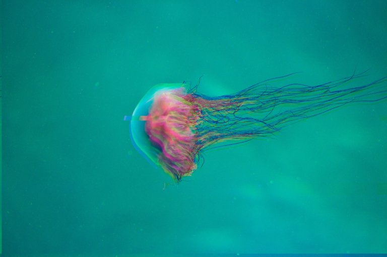 Jellyfish have been around for a half billion years. Now, pollution and climate change are allowing them to take over and choke the oceans.