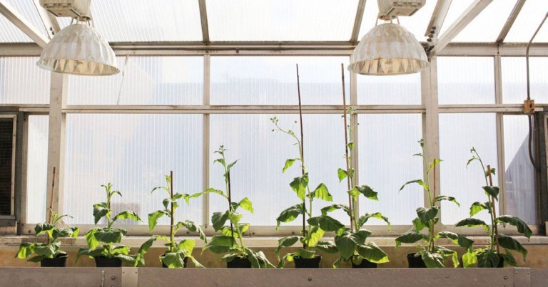 Researchers are gene-hacking plants to make them gigantic. The idea is that it could vastly increase food yields for farmers.