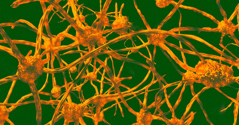 New Research: Bone Marrow Transplants Might Prevent Aging