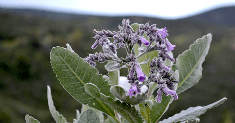 Yerba santa, a plant dubbed the "holy herb" by native California tribes, could have a previously unknown medical use as an Alzheimer's treatment.