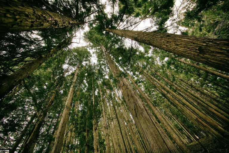 An ambitious new analysis found that there's space to plant 1.2 trillion new trees — a number that would absorb more carbon than human emissions.