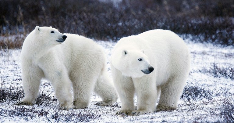 Climate change has melted the ice traditionally inhabited by polar bears, forcing the animals to invade a small Russian settlement in search of food.
