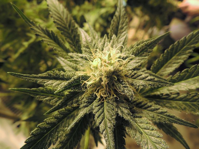 The future of drug policy? A new bill in the Senate would mark a tectonic state in the United States' drug law by legalizing marijuana nationwide.