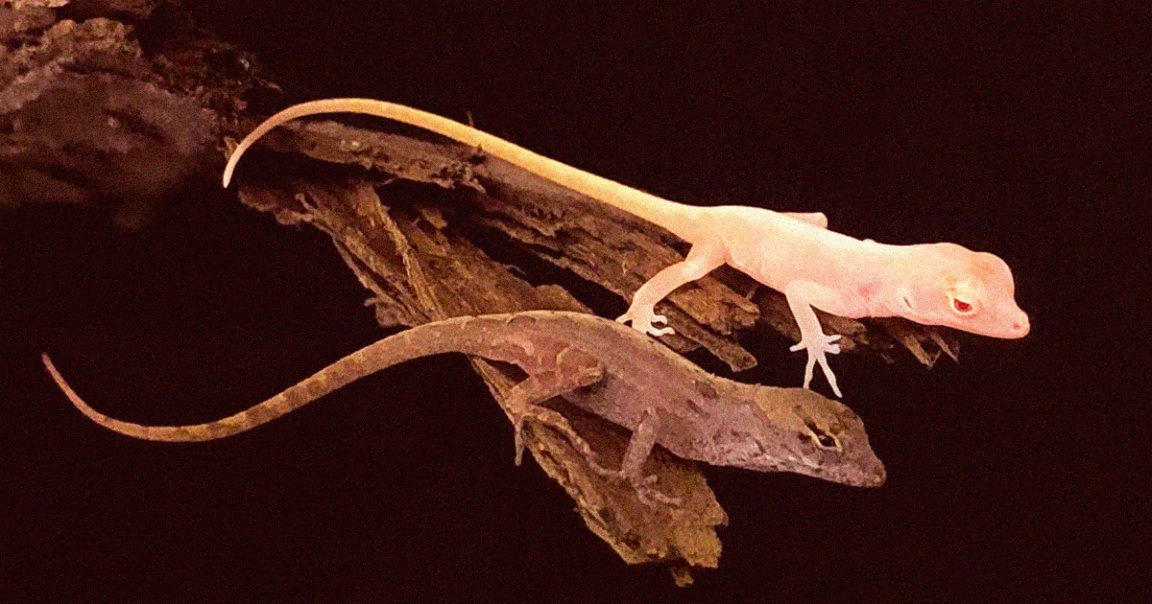 For the first time, scientists used CRISPR to gene-edit lizards, uncovering techniques that could lead to new medical treatments for humans.