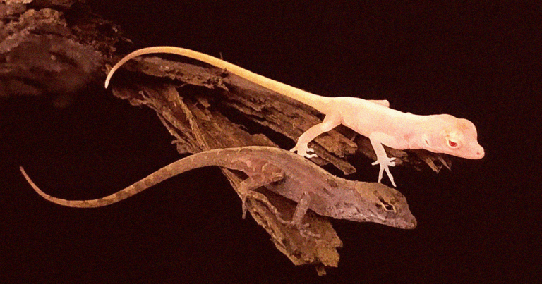 For the first time, scientists used CRISPR to gene-edit lizards, uncovering techniques that could lead to new medical treatments for humans.
