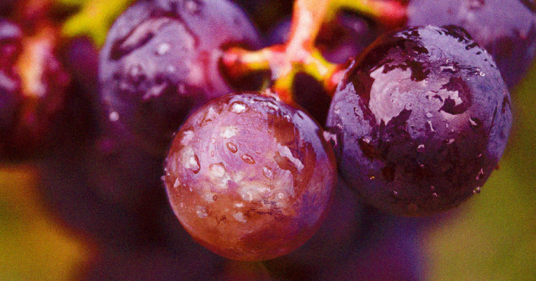 Scientists from Georgia developed a way to convert Martian dirt into fertile soil, and also learned which wine grapes are most likely to survive up there.