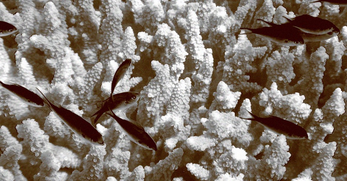 Australian scientists are preparing to deliver millions of coral larvae to the Great Barrier Reef using an autonomous drone called "Larvalbot"