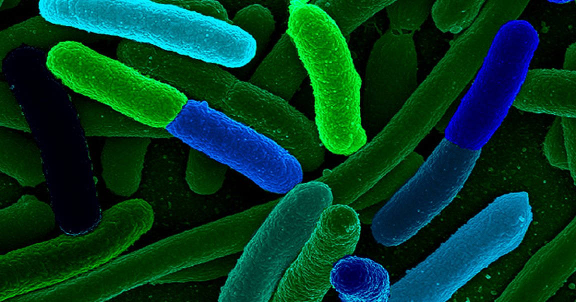 Cambridge biologists recreated a bacterial genome from scratch, breeding E. coli with the artificial genetic code instead of natural DNA.
