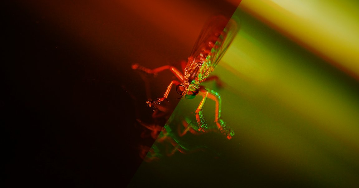 A fungus genetically modified to produce a spider toxin that quickly kills mosquitoes could help end the spread of malaria.