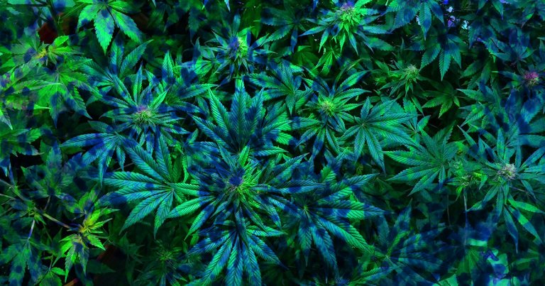 CBD could prove to be a useful antibiotic, according to a study in which the cannabis compound effectively killed several strains of bacteria.