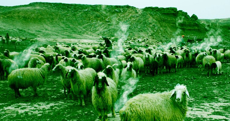 To prevent farm animals from contribute to methane emissions, scientists suggest feeding them foods less likely to produce the greenhouse gas.
