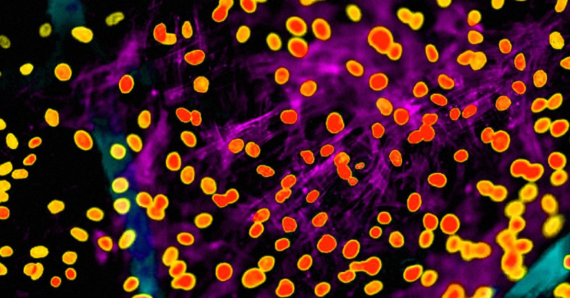 A new biomedical technique lets scientists gene-hack an animal with CRISPR in vivo instead of having to remove and re-inject their cells.