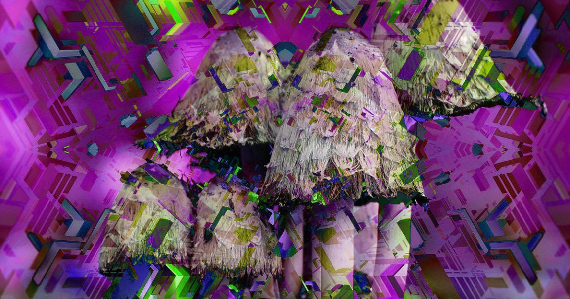 Oakland has followed Denver's lead, becoming just the second city in the U.S. to decriminalize magic mushrooms and other entheogenic plants and fungi.