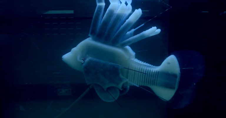 Robot Fish Can Swim For 37 Hours With Blood-Powered Batteries