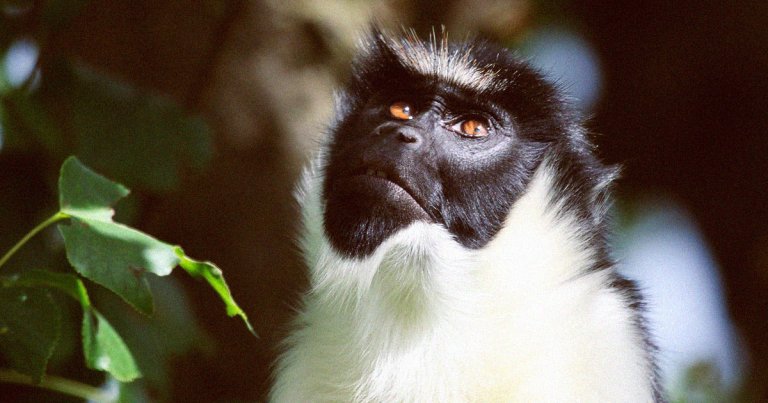 A major conservation organization just added over 7,000 more species to its endangered "Red List." The next stop on the list is extinction.