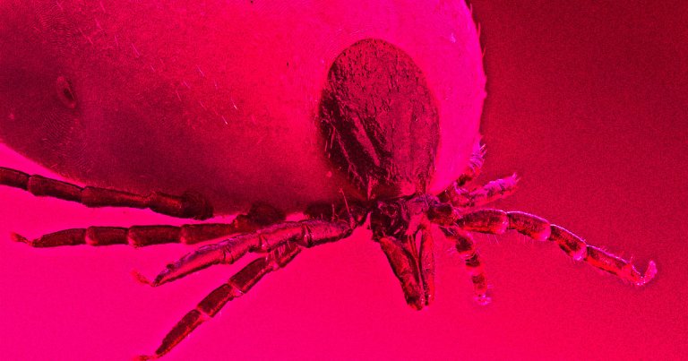 Congress wants to know if the US miltary experimented with creating bioweapons out of ticks and other insects — and then released them into the wild.