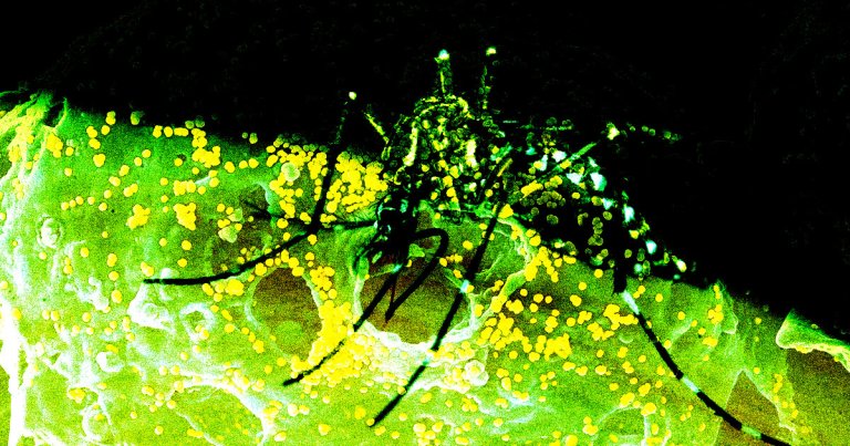 A rare, brain-swelling deadly virus spread via mosquitoes was just spotted in Orange County, Florida, prompting public advisories warning to avoid bites.