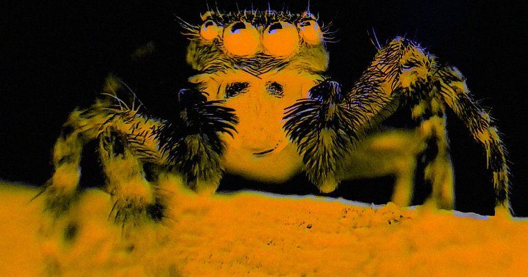 A new experiment used VR to trick people's brains into thinking they inhabited spider or bat bodies. People reported feeling like the body was theirs.