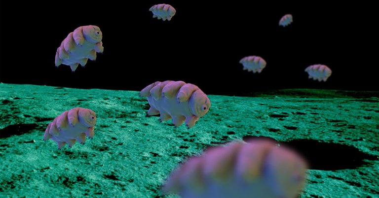 While the recent tardigrade spill on the Moon is bad news, it may not be the first time the resilient little creatures made their way to the lunar surface.