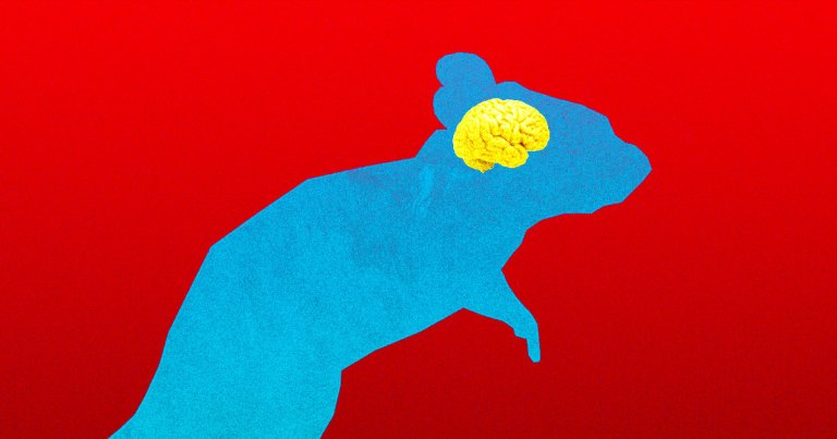 Researchers have created chimeric mice with human brain cells in the hope that the animals could revolutionize Alzheimer's research.
