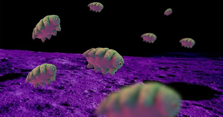 Israeli lunar lander Beresheet crashed onto the surface of the Moon on April 11 spilling thousands of dehydrated "water bears" or tardigrades.