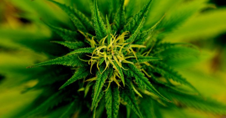 The DEA will begin reviewing applications from researchers interested in growing marijuana, finally making good on a 2016 promise.
