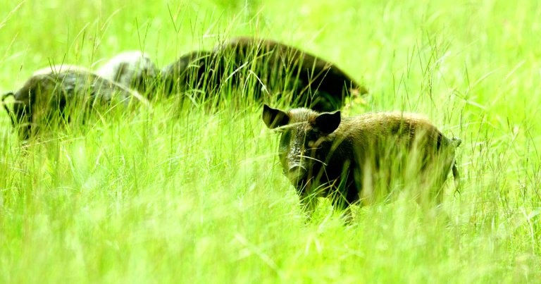 NASA has a major wild hog problem at its Kennedy Space Center, with upwards of 12,000 of the animals terrorizing the campus.