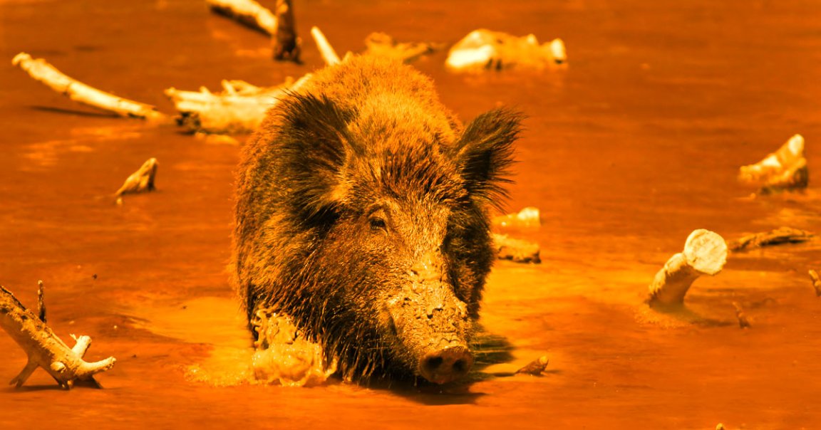 The day after the feral hogs meme was born, these researchers published a study about the very real problem the animals pose for farmers.