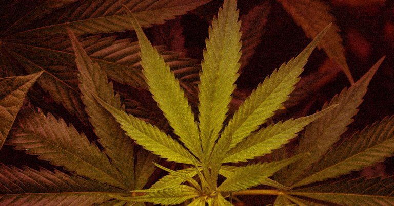 Vaping cannabis oil sold under the brand name Dank Vapes left a man with severe heart and lung damage, according to his brother.