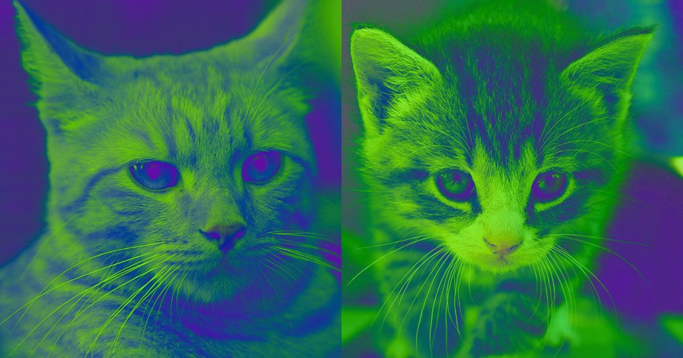 This Guy’s $35,000 Cat Clone Looks Nothing Like the Original