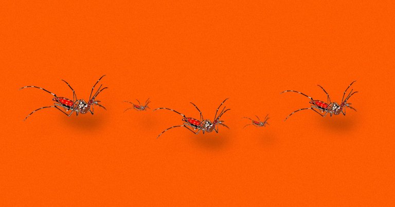 When scientists released gene-hacked mosquitoes into the wild population in Jacobino, Brazil, they thought it would quell the bugs. They had no such luck.