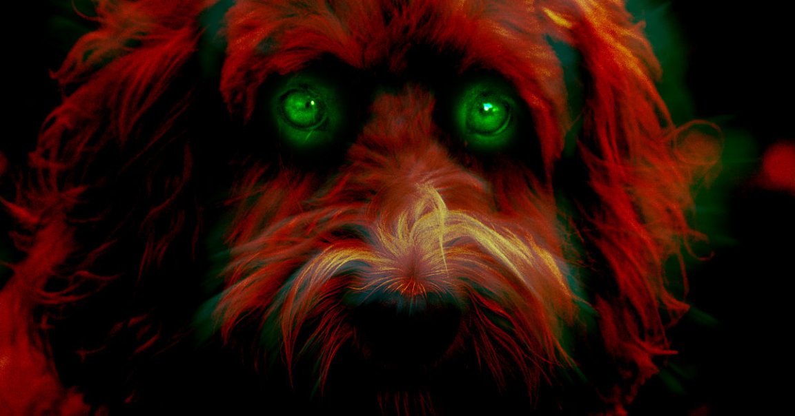 Wally Conron, the first person to breed a labradoodle, regrets his experiment and says he opened Pandora's box by creating the crossbreed dog.