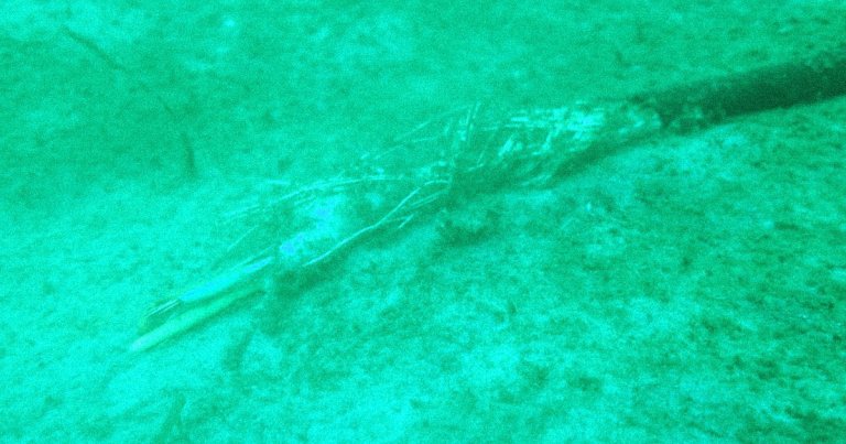 The Boknis Eck Observatory, an underwater research facility that monitored environmental conditions off the coast of Germany, has vanished without a trace.