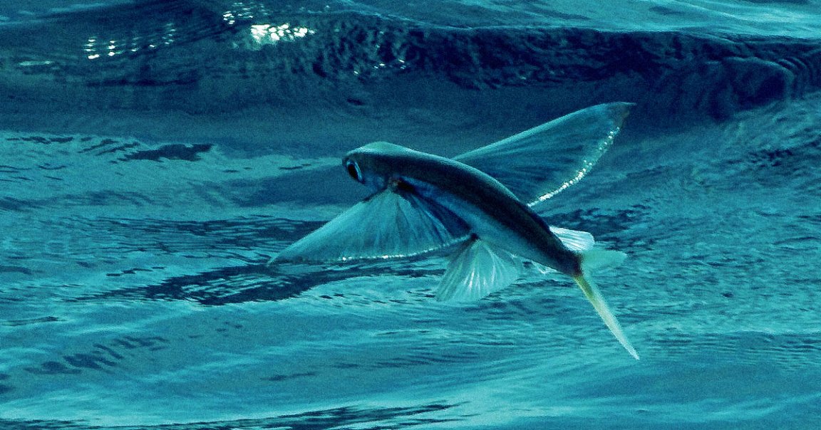 Researchers have created a robot fish that can "fly" up to 85 feet by shooting a steady stream of water out of its rear end.