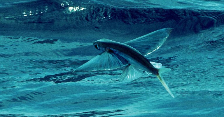 Researchers have created a robot fish that can "fly" up to 85 feet by shooting a steady stream of water out of its rear end.