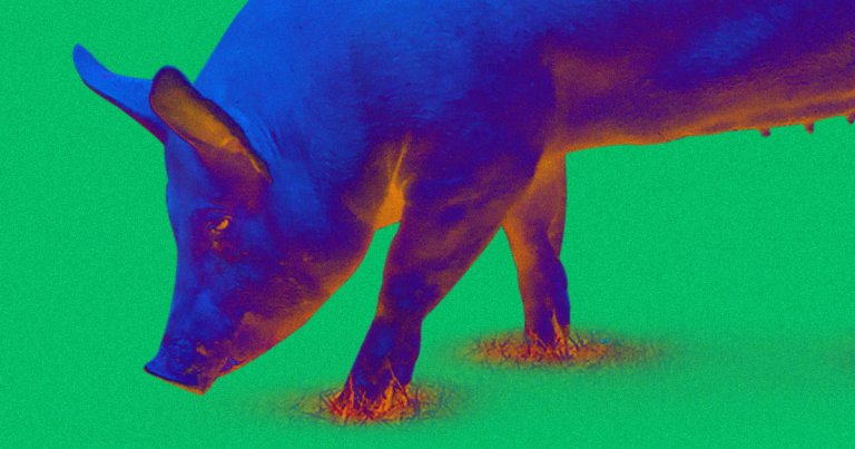 Farmers in China are breeding pigs that weigh as much as 500 kilograms in response to the African swine fever that recently devastated its pig population.