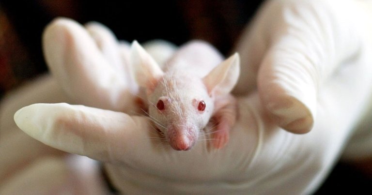 Researchers managed to extend the lifespan of lab mice significantly, making them live longer by cultivating embryonic cells without genetic modification.