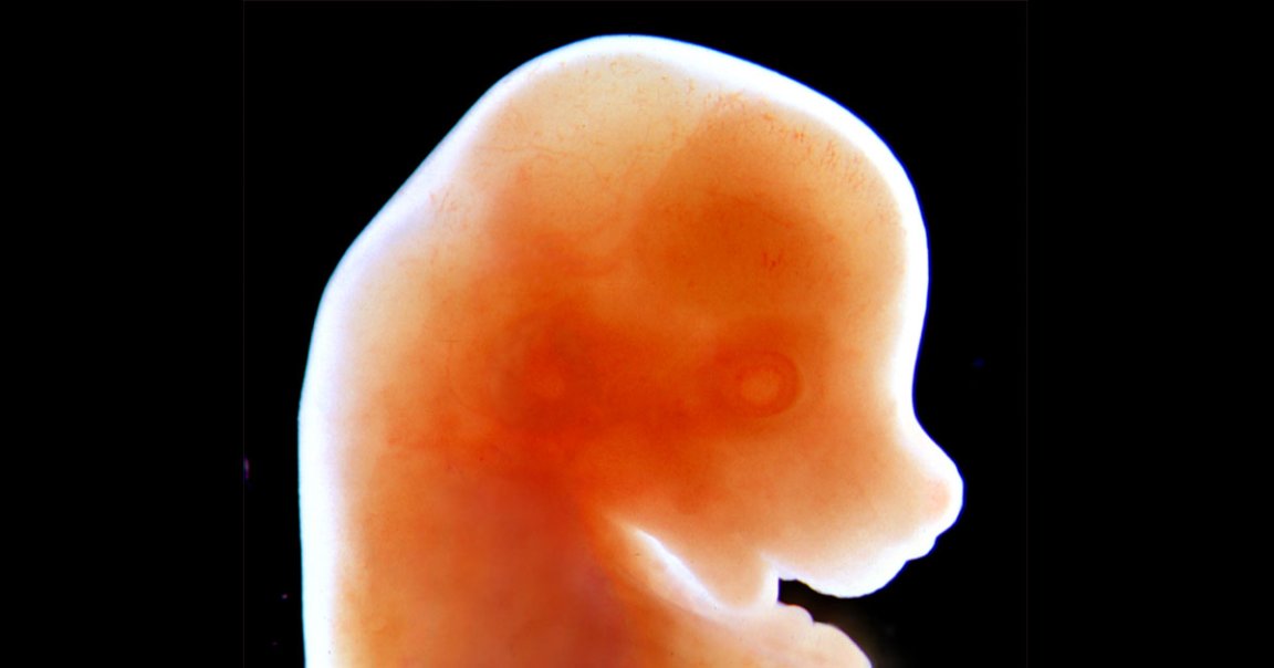 Scientists used stem cells to grow a living mouse embryo in a lab without using any sperm or egg cells whatsoever for the first time.