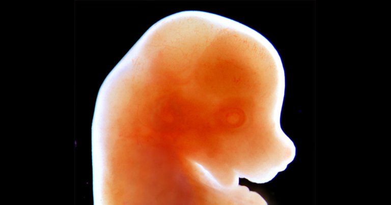 Scientists used stem cells to grow a living mouse embryo in a lab without using any sperm or egg cells whatsoever for the first time.